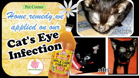 CAT EYE INFECTION - HOME REMEDY (for our newly adopted cat) ️ MissOnaBudget - YouTube