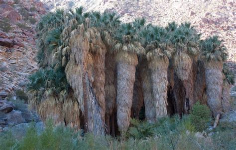 Washingtonia Filifera Growing Guide | Desert Fan Palm