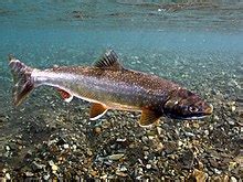 Dolly Varden trout - Wikipedia