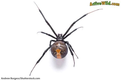 Redback Spider Facts For Kids & Adults: Pictures, Information & Video