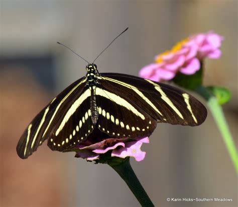 Spotting the Zebra Longwing Butterfly IN OUR NORTH GEORGIA GARDEN