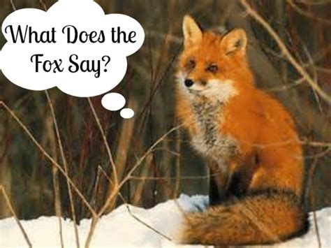 What Does the Fox Say? Could this be Educational? - Mama Luvs Books