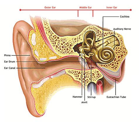 Collection 101+ Pictures Pictures Of The Ear Canal Superb 10/2023