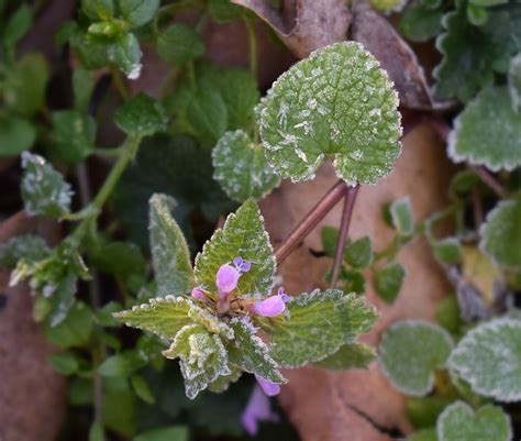 Frost On Leaves Spring Leaf - Free photo on Pixabay - Pixabay