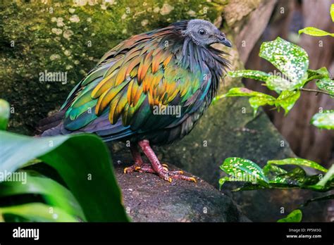 Nicobar pigeon (Caloenas nicobarica) native to the coastal regions from the Andaman and Nicobar ...