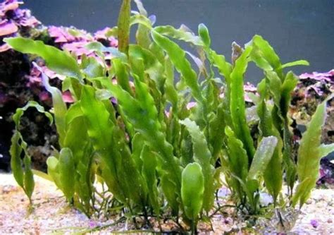 MARINE AQUARIUM PLANT Refugium Saltwater Live Coral Reef Tank Liva Rock $14.99 - PicClick