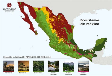 techo agudo fumar mapa ecosistemas del mundo Integral Hazme prima