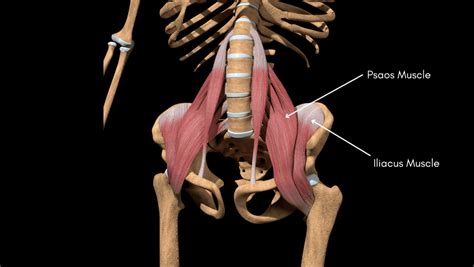 Hip Flexor Pain | Anatomy, Causes & Physical Therapy Treatment