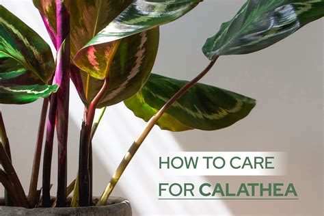 Calathea Care Guide | Best Plant Friend