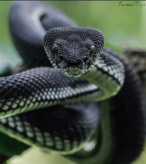 Mangrove pit viper (Trimeresurus purpureomaculatus) | Snake, Pit viper ...