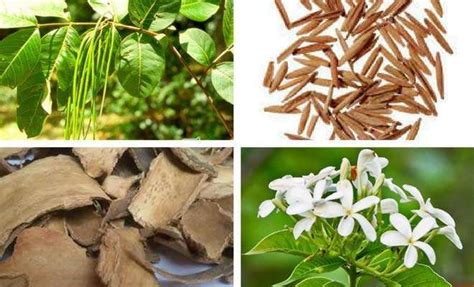 KURCHI ( HOLARRHENA ANTIDYSENTERICA) - Kerala Naturals