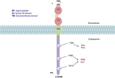 CD19 molecular structure. CD19 is a type I one-pass transmembrane... | Download Scientific Diagram