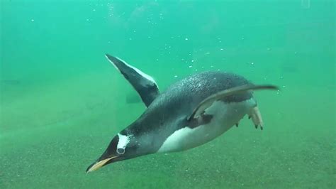 Penguin Swimming