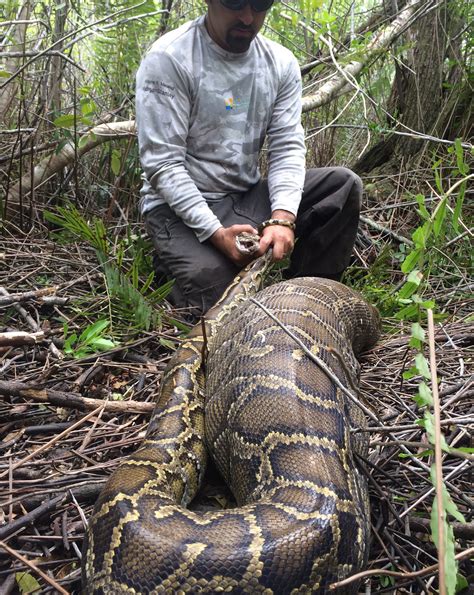 This snake in Florida threw up an entire deer corpse