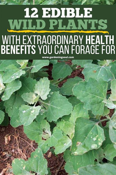 12 Edible Wild Plants With Extraordinary Health Benefits You Can Forage For