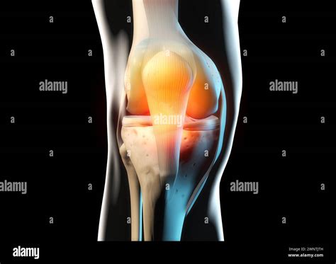 Knee anatomy, bones and cartilage Stock Photo - Alamy