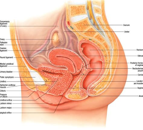 Uterine Cervix | Oncohema Key