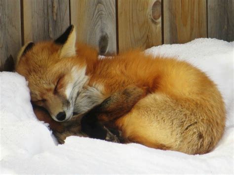 Sleepy Fox | Cute animals, Animals, Cute animal pictures