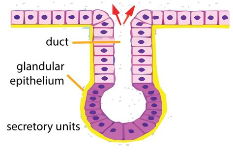 Glandular Epithelium Diagram