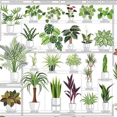 The Horticultural Chart of Houseplants | Common house plants, Tropical ...