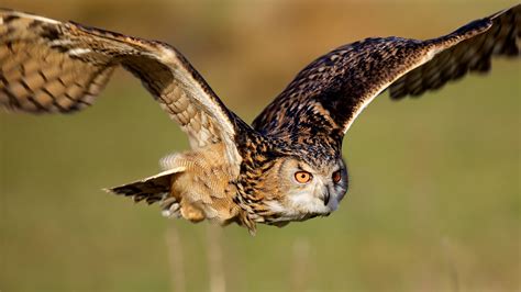 Fond d'écran : 1920x1080 px, animaux, des oiseaux, les yeux, visage ...