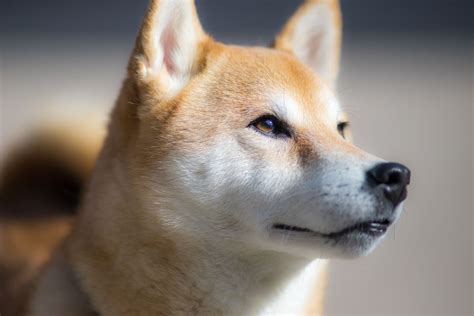 Pronóstico del precio de Dogecoin in 2021 | Shiba inu dog, Shiba inu ...