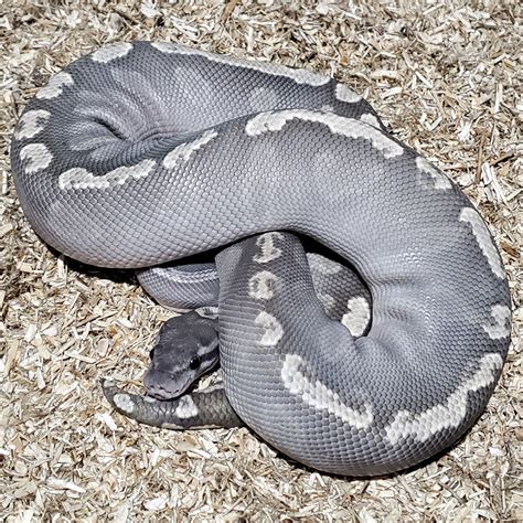 GHI Mojave Ghost Ball Python by Crème de la Clutch Exotics - MorphMarket