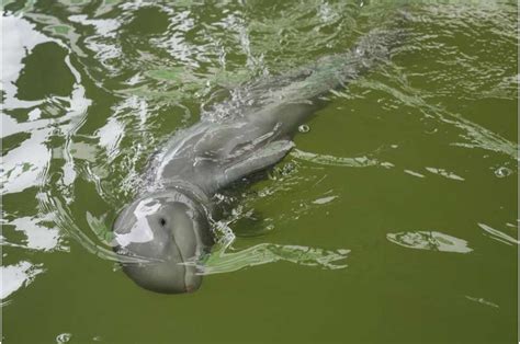 Rescued Irrawaddy dolphin calf dies despite weeks of care