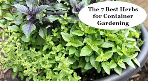 The 7 best herbs for container gardening