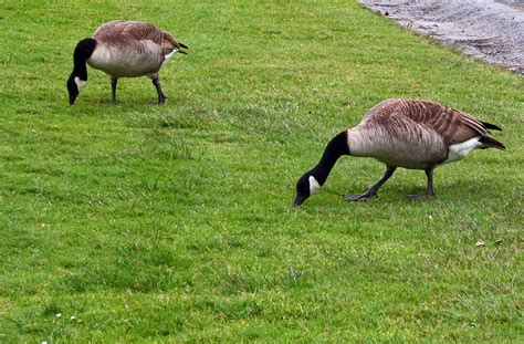 Geese Eating Free Stock Photo - Public Domain Pictures