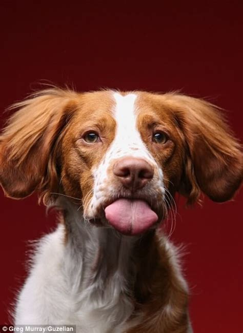 Hilarious Portraits Of Dogs Eating Peanut Butter By Photographer Greg Murray