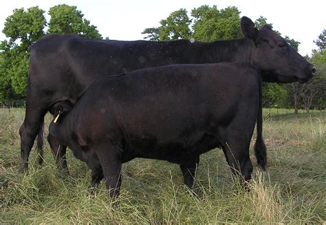 Angus Females | Billingsley Angus Farm