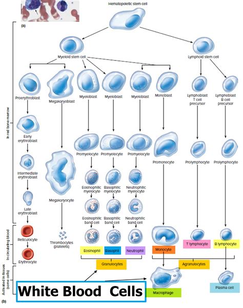 White Blood Cells Function - Causes of Low or High White Blood Cells