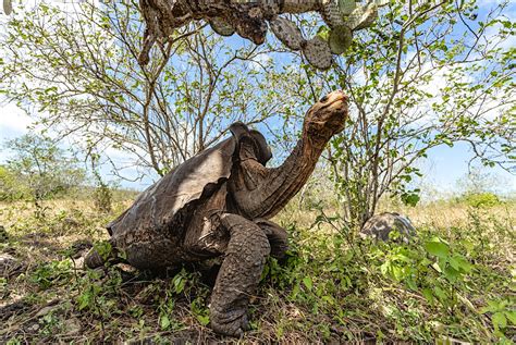 These Galápagos tortoises have returned home after saving their species - Lonely Planet