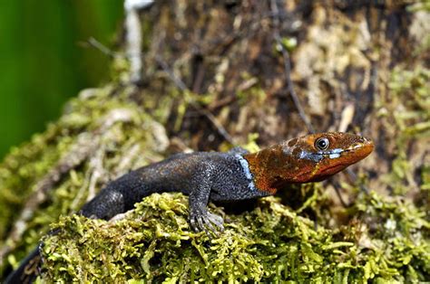 WILDLIFE COLOMBIA by Peter Stiles at Coroflot.com