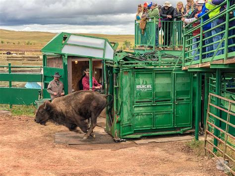 Experiencing the Custer State Park Buffalo Roundup