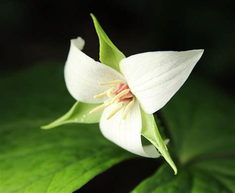 Sweet White Trillium | Sweet White Trillium (Trillium simile… | Flickr