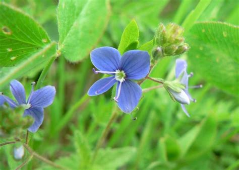 Free picture: germander, speedwell, flower