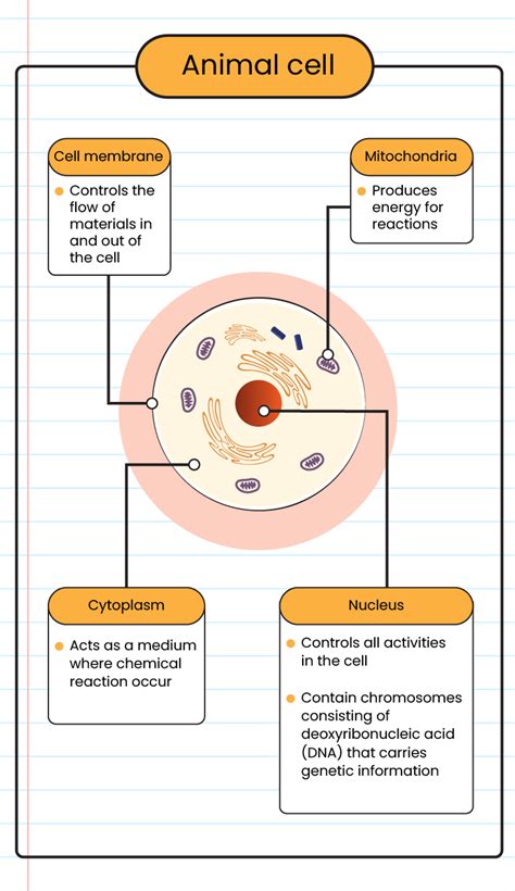 Plant Cell And Animal Cell Structure And Function