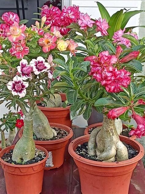 Desert Rose Plant (Adenium Obesum) Care and Tips