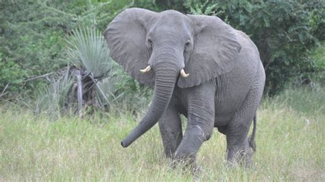 After years of poaching, elephants in Africa are now evolving to be tuskless