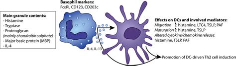 Schematic representation of basophils, their major preformed mediators ...