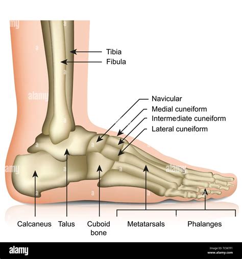 Bones of the foot and ankle joint medical vector illustration isolated on white background eps ...