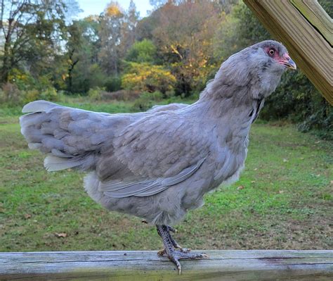 Lavender Ameraucana Chicken | ubicaciondepersonas.cdmx.gob.mx