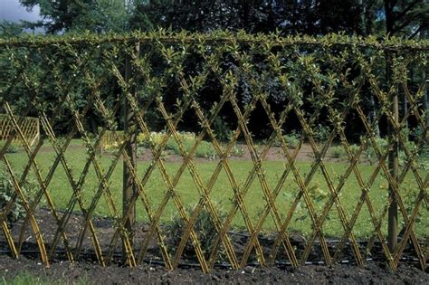 LIVING FENCE WILLOW -HOW TO MAKE A LIVING FENCE FOR YOUR GARDEN…STEP BY STEP DIY PROJECTS ...