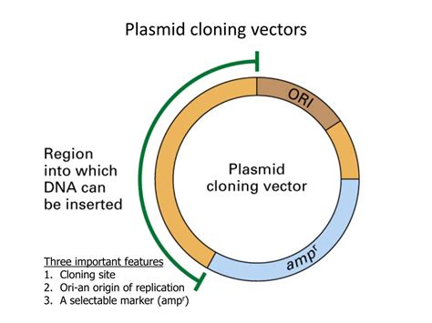 PPT - MCB 720: Molecular Biology PowerPoint Presentation, free download - ID:3516125