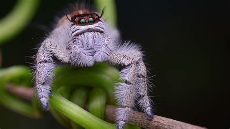 Jumping spiders: Facts about the cutest arachnids on the planet | Live Science