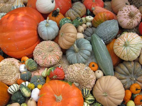 Free Gourds and Pumpkins Stock Photo - FreeImages.com