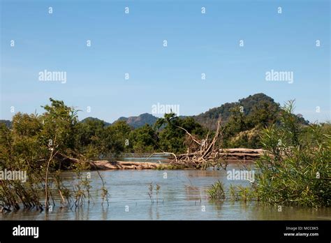 Stung Treng Cambodia, scene of the flooded forest in the Mekong river ...