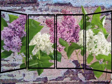 LILACS AT THE WINDOW, LILACS, FLOWERS, WHITE, PURPLE HD wallpaper | Pxfuel